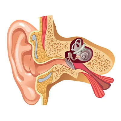 Anatomy of the human ear